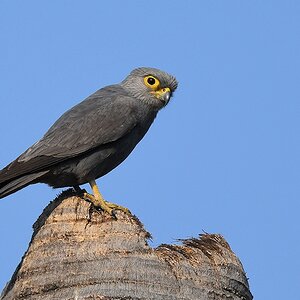 Graufalke (Grey Kestrel)
Katavi Nationalpark

s887 Katavi GreyKestrel 5762