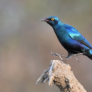 Grünschwanz Glanzstar (Greater Blue-eared Starling)
Katavi Nationalpark

s892 Katavi Greater Blue eared Starling 5823