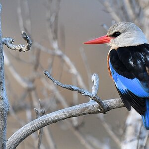 Graukopfliest (Grey-headed Kingfisher)
Katavi Nationalpark

s912 Katavi Grey headed Kingfisher 6049