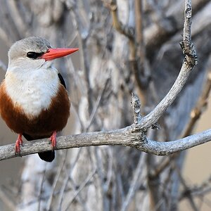 Graukopfliest (Grey-headed Kingfisher)
Katavi Nationalpark

s912 Katavi Grey headed Kingfisher 6057
