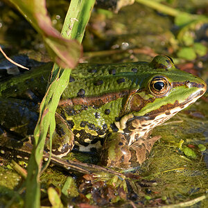 Teichfrosch2