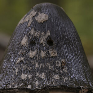 pilz5