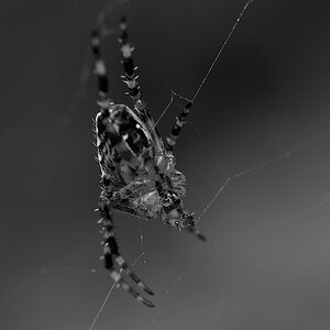 P1020042asw