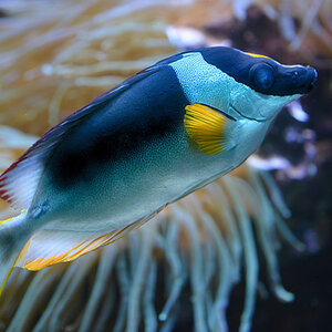 kaninchenfisch kl
