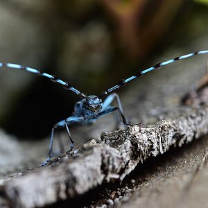 2016 12661.jpg 1