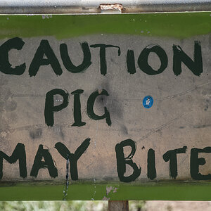Pigmaybite