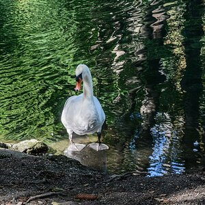 Schwan im Erdinger StadtparkDSC2341 verkleinert