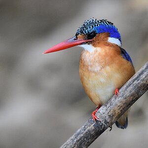 Malachiteisvogel (Haubenzwergfischer, Malachite Kingfisher)
Selous Game Reserve

s1583 Selous Malachite Kingfisher D50 1309