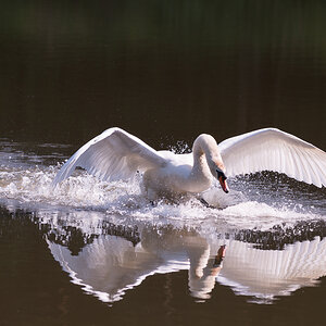 Schwan phe8782 1