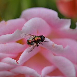 Fliege auf Rose 2