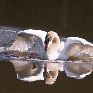 Schwan phe8787 1