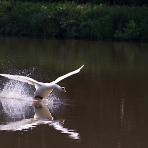 Schwan phe8777 1
