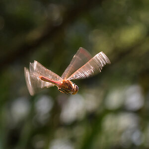 Libelle im Flug