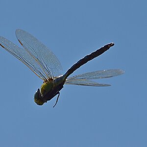 Libelle im Flug 2