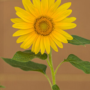 Sonnenblume