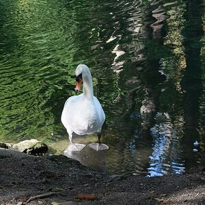 Schwan 500 ISO Camera Standard Unbearbeitet