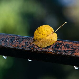 herbstblatt