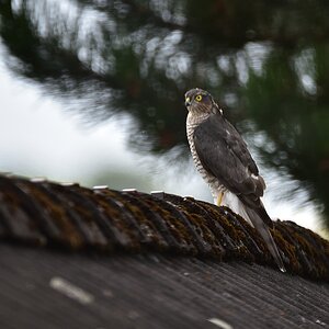 2016 12688 (2)