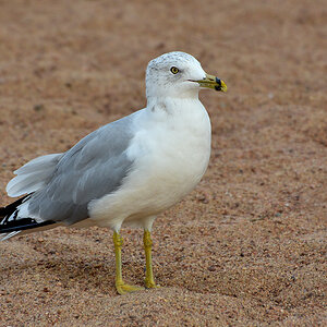 DSC 2527 khg