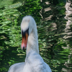 Schwan 500 ISO Camera StandardAusschnitt  verwackelt 2
