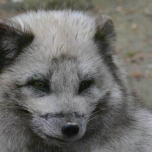 Polarfuchs