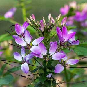 Spinnenblume