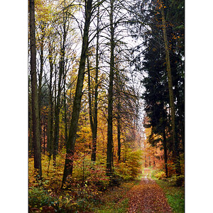 HerbstPZ1 7905 00003