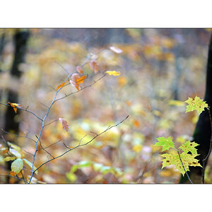 HerbstPZ1 7920 00015