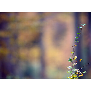 HerbstPZ1 7933 00025