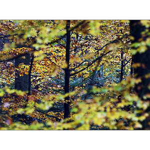 HerbstPZ1 7946 00037