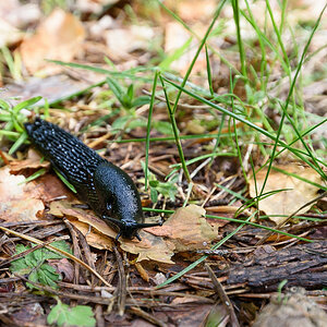 Rote Wegschnecke