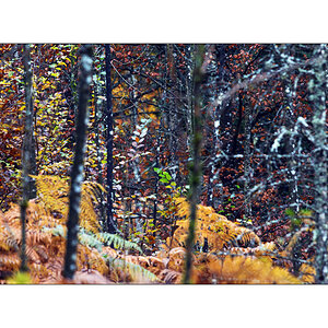 HerbstPZ1 7948 00039