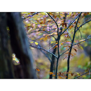 HerbstPZ1 7955 00046