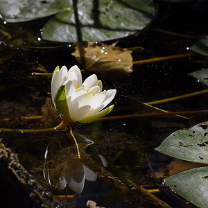 Seerose