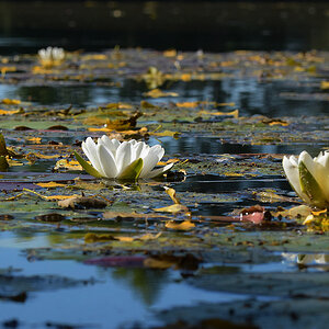 Seerose 2