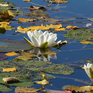 Seerose 3