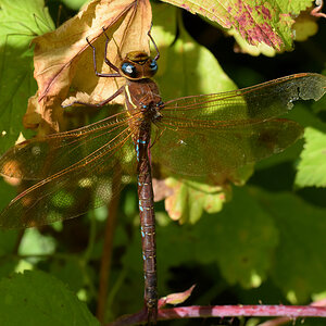 Libelle, welche? 3
