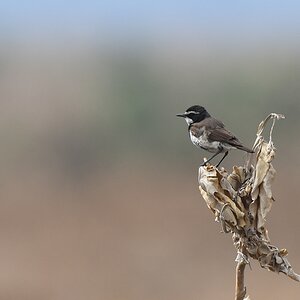 Erdschmätzer auch Erdsteinschmätzer (capped wheatear)
Katavi Nationalpark

s933 Katavai Vogel 6367