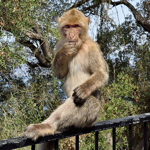 Gibraltar, Cave Affe 2