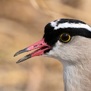 Kronenkiebitz (crowned lapwing)
Katavi Nationalpark

s1076 Katavi Crowned Lapwing 7780