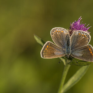 schmetterling 02