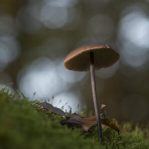 pilze9