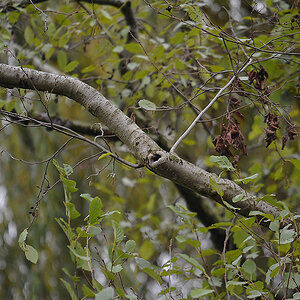 7009290Sxl
D700 an SIGMA 100-300 F4 HSM EX DG mit SIGMA TK APO EX 1.4x