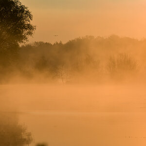 Morgennebel am Enkheimer Ried, Frankfurt