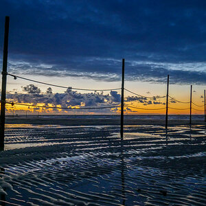 Pfaehle Wangerooge