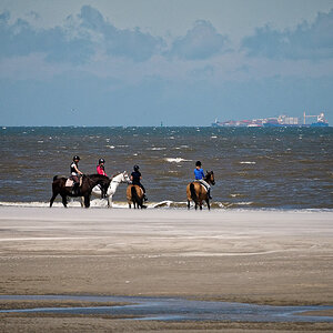 Pferde Wangerooge