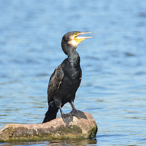 Kormoran 9101