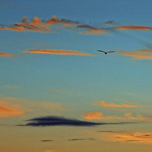 Vogel Wangerooge