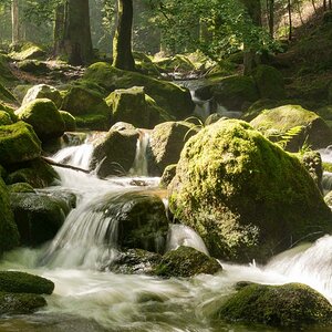 Schwarzwaldbach