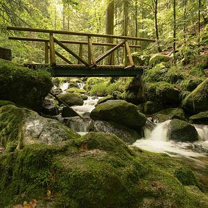 Im Schwarzwald